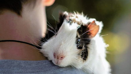 Guinea Pig NPM.jpg